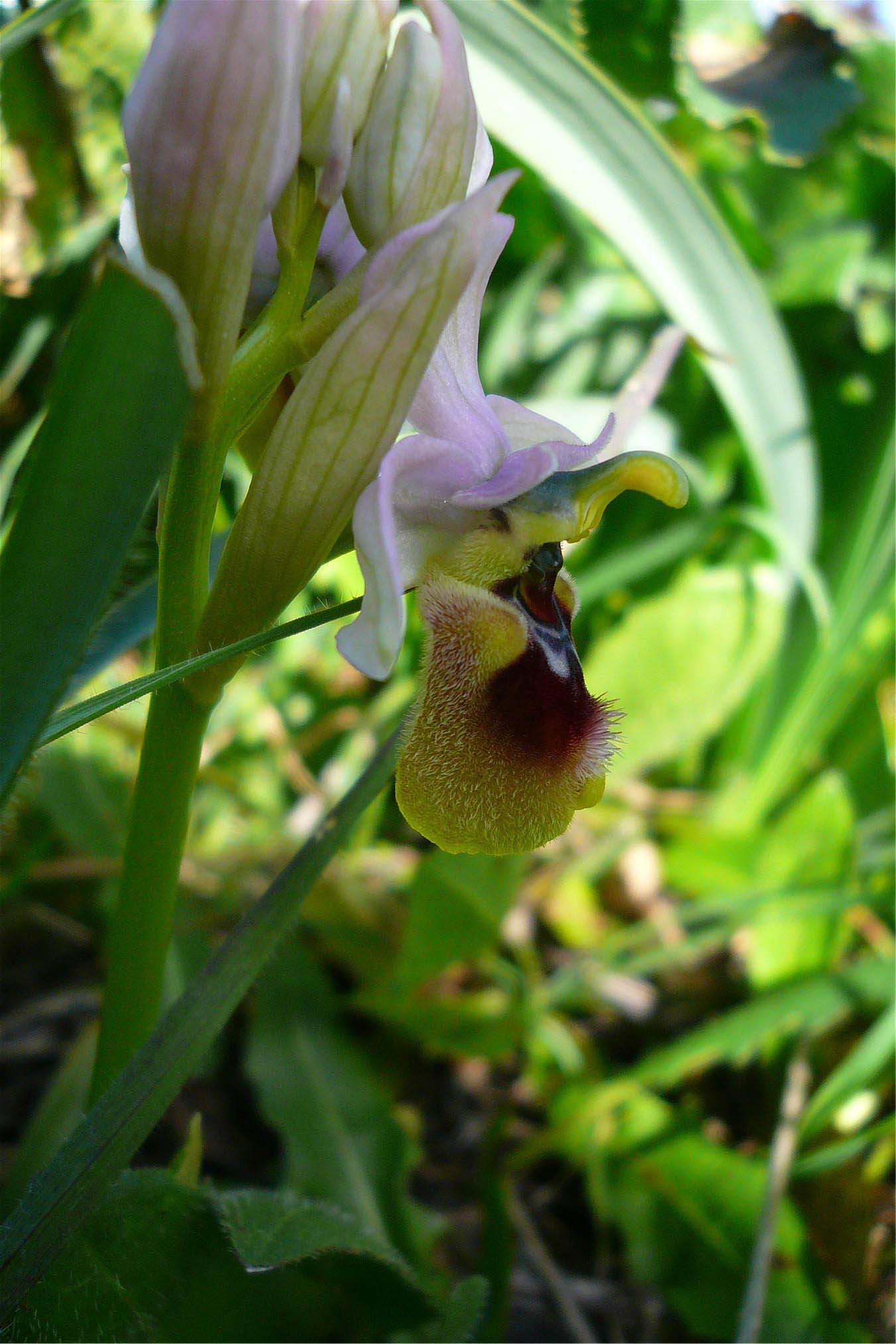 Orchidee nuoresi